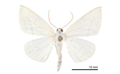 Lomographa perapicata (Wehrli, 1924)