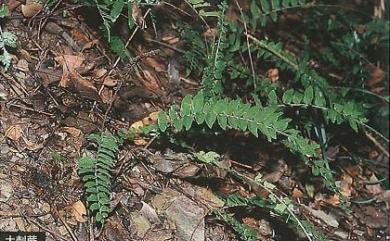 Bolbitis rhizophylla (Kaulf.) Hennipman 大刺蕨