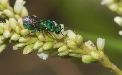 Ceratina smaragdula (Fabricius, 1787) 綠蘆蜂