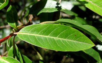 Photinia niitakayamensis Hayata 玉山假沙梨