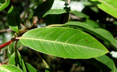 Photinia niitakayamensis 玉山假沙梨