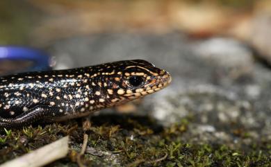 Plestiodon chinensis formosensis (Van Denburgh, 1912) 中國石龍子臺灣亞種