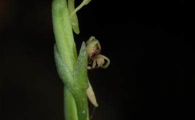 Peristylus gracilis Blume 纖細闊蕊蘭