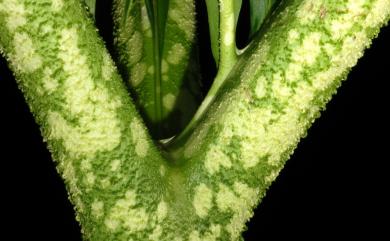 Amorphophallus paeoniifolius (Dennst.) Nicolson 疣柄魔芋