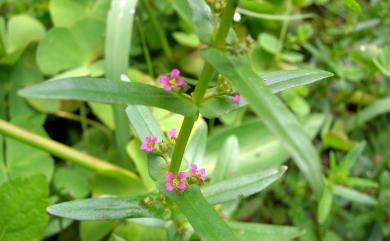 Ammannia coccinea Rottb. 長葉水莧菜