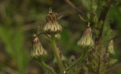 Blumea viscosa 毛假蓬舅