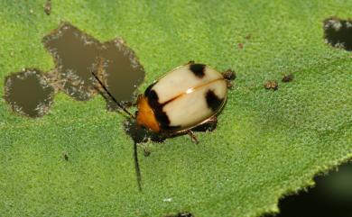 Hemipyxis balyi Bates, 1866 白緣溝腳葉蚤