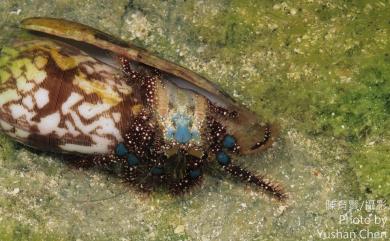 Dardanus guttatus (Olivier, 1811) 線斑真寄居蟹