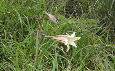 Lilium longiflorum var. formosanum Baker 臺灣百合