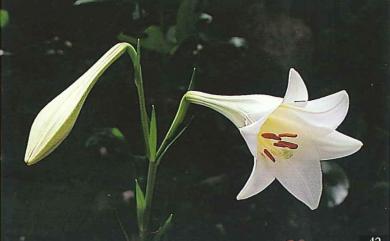 Lilium longiflorum var. scabrum 粗莖麝香百合