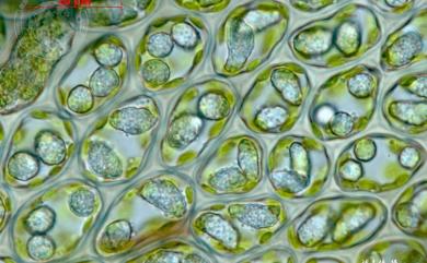 Cheilolejeunea obtusilobula (S.Hatt.) S.Hatt. 鈍片唇鱗蘚