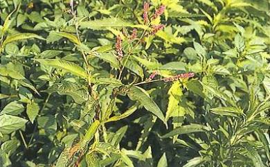 Persicaria lapathifolia 早苗蓼