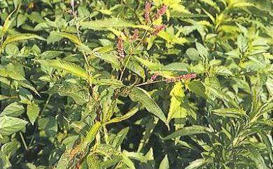 Persicaria lapathifolia (L.) Delarbre 早苗蓼