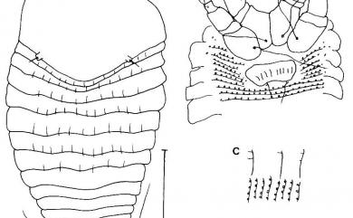 Thamnacus vacuus Huang, 2001 空白枝節蜱