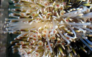 Toxopneustes pileolus Lamarck, 1816 喇叭毒棘海膽
