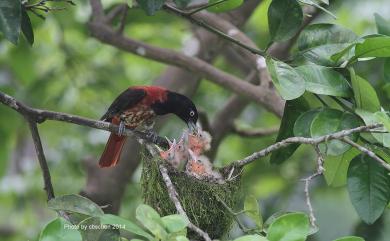 Oriolus traillii ardens (Swinhoe, 1862) 朱鸝