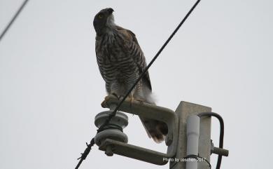 Accipiter trivirgatus formosae 鳳頭蒼鷹