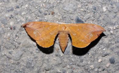 Andraca theae (Matsumura, 1909) 臺灣茶蠶蛾