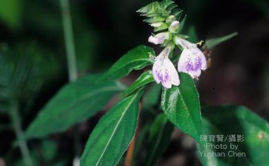 Rungia chinensis Benth. 明萼草