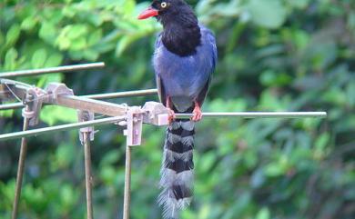 Urocissa caerulea Gould, 1863 臺灣藍鵲