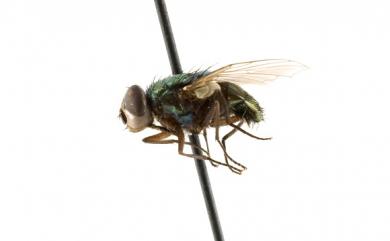 Lucilia sericata (Meigen, 1826) 絲光銅綠蠅