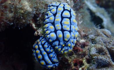 Phyllidia varicosa Lamarck, 1801 腫紋葉海牛