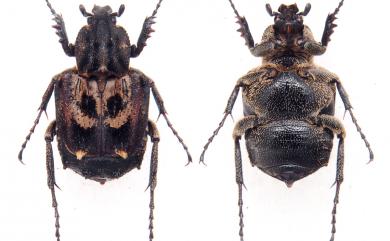 Hybovalgus thoracicus Moser, 1911 鱗毛扁花金龜
