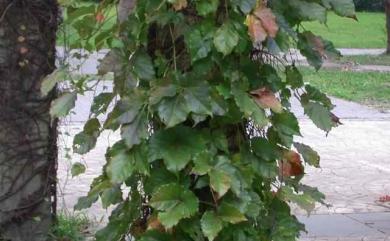 Parthenocissus tricuspidata 地錦