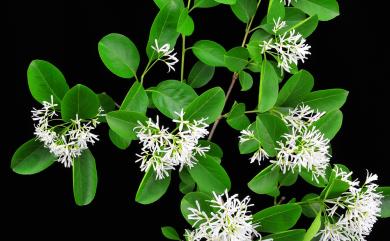 Chionanthus retusus Lindl. & Paxton 流蘇樹