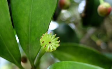 Illicium arborescens 臺灣八角