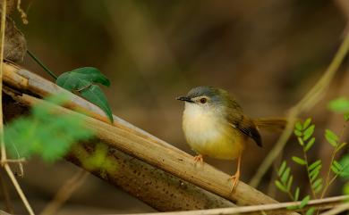 Prinia flaviventris sonitans (Swinhoe, 1860) 灰頭鷦鶯