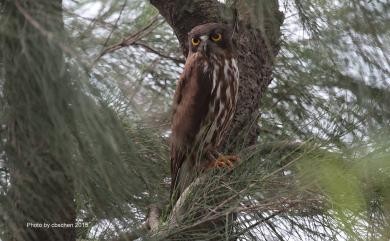 Ninox japonica japonica (Temminck & Schlegel, 1845) 褐鷹鴞(過境亞種)