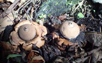 Geastrum triplex (Jungh.) Fisch. 尖頂地星