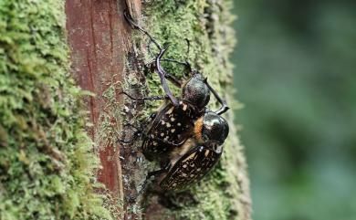 Cheirotonus formosanus Ohaus, 1913 長臂金龜