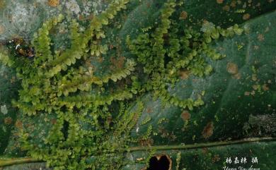 Leptolejeunea elliptica 尖葉薄鱗蘚