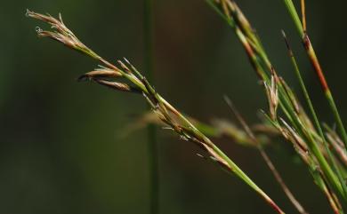 Schoenus falcatus R.Br. 赤箭莎