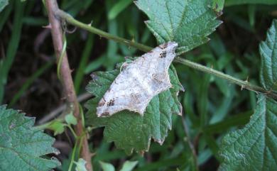 Chiasmia emersaria (Walker, 1861)