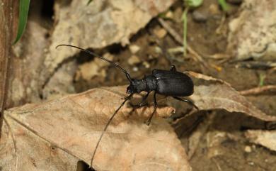 Peithona prionoides Gahan, 1906 擬鋸花天牛