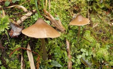 Entoloma 粉褶傘屬