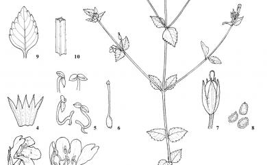 Torenia crustacea (L.) Cham. & Schltdl. 藍豬耳