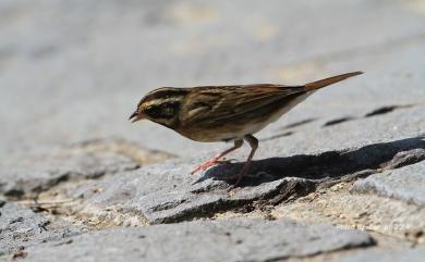 Emberiza tristrami Swinhoe, 1870 白眉鵐