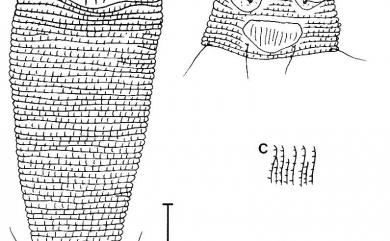 Phyllocoptes dimidius Huang, 2001 半中線葉刺節蜱