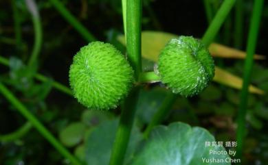 Sagittaria sagittifolia L. 慈姑