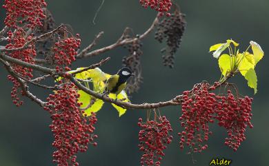 Parus monticolus insperatus (Swinhoe, 1866) 青背山雀