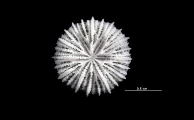 Fungiacyathus sibogae (Alcock, 1902) 西坡加蕈杯珊瑚
