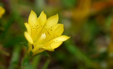 Gentiana scabrida var. punctulata 黑斑龍膽