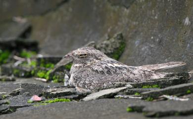 Caprimulgus affinis stictomus Horsfield, 1821 南亞夜鷹(台灣亞種)