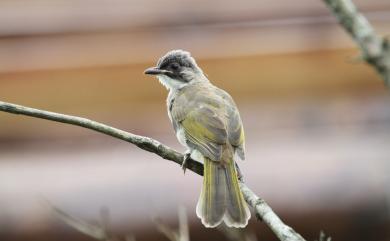 Pycnonotus sinensis formosae Hartert, 1910 白頭翁