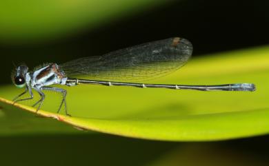 Onychargia atrocyana Selys, 1865 藍彩琵蟌