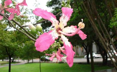 Chorisia speciosa 美人樹